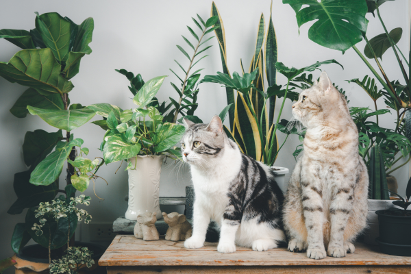 Como Proteger sua Horta Vertical de Gatos Curiosos