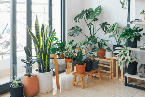 Horta Vertical na Cozinha ou na Sala? O Guia Definitivo de Localização