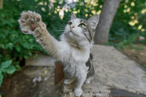 Como proteger sua horta vertical de gatos curiosos