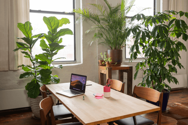 Ventiladores, Climatizadores ou Janelas Abertas? O que Funciona para as Plantas
