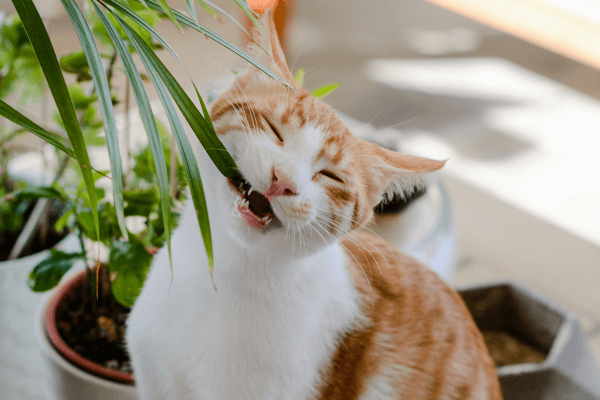 10 Plantas seguras para gatos e cães em hortas verticais