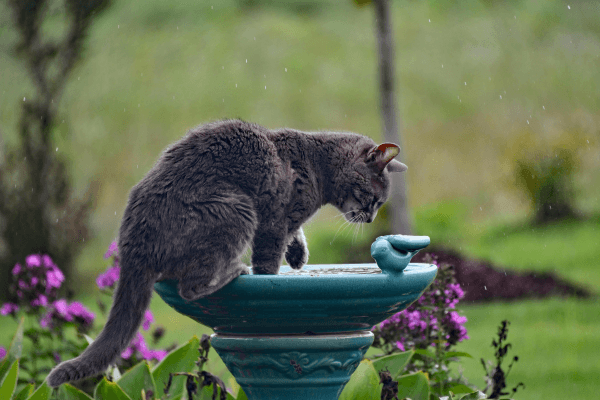 Pet Friendly: como criar um cantinho verde que também é um playground
