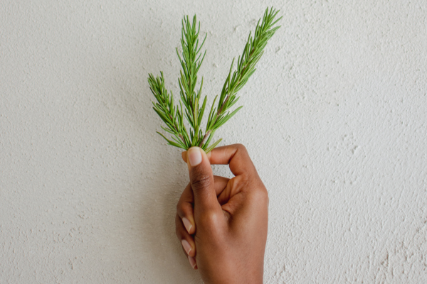 Horta antiestresse: 7 plantas que relaxam e melhoram o sono