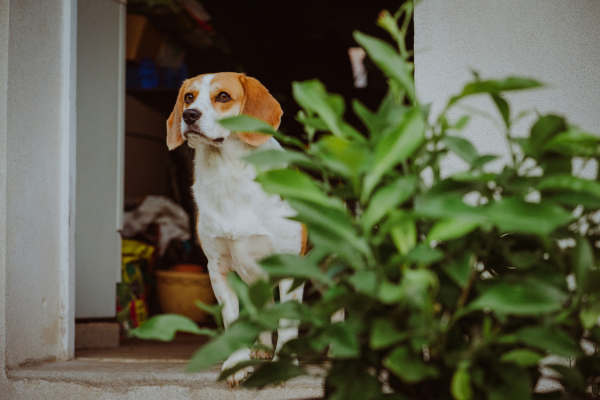 Como ensinar seu cachorro a respeitar sua horta com comandos simples