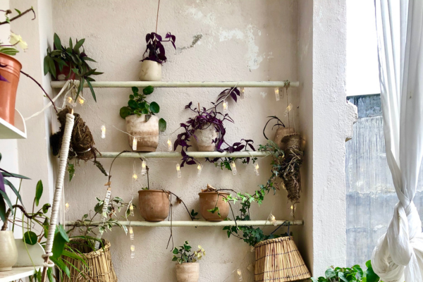 DIY: mini jardins verticais só com plantas para gatos