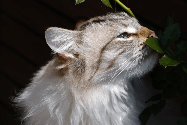 O que fazer se seu pet comer sua planta? Guia de primeiros socorros naturais