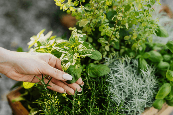 Cultivo de ervas raras: erva-cidreira-do-mato, própolis verde e mais